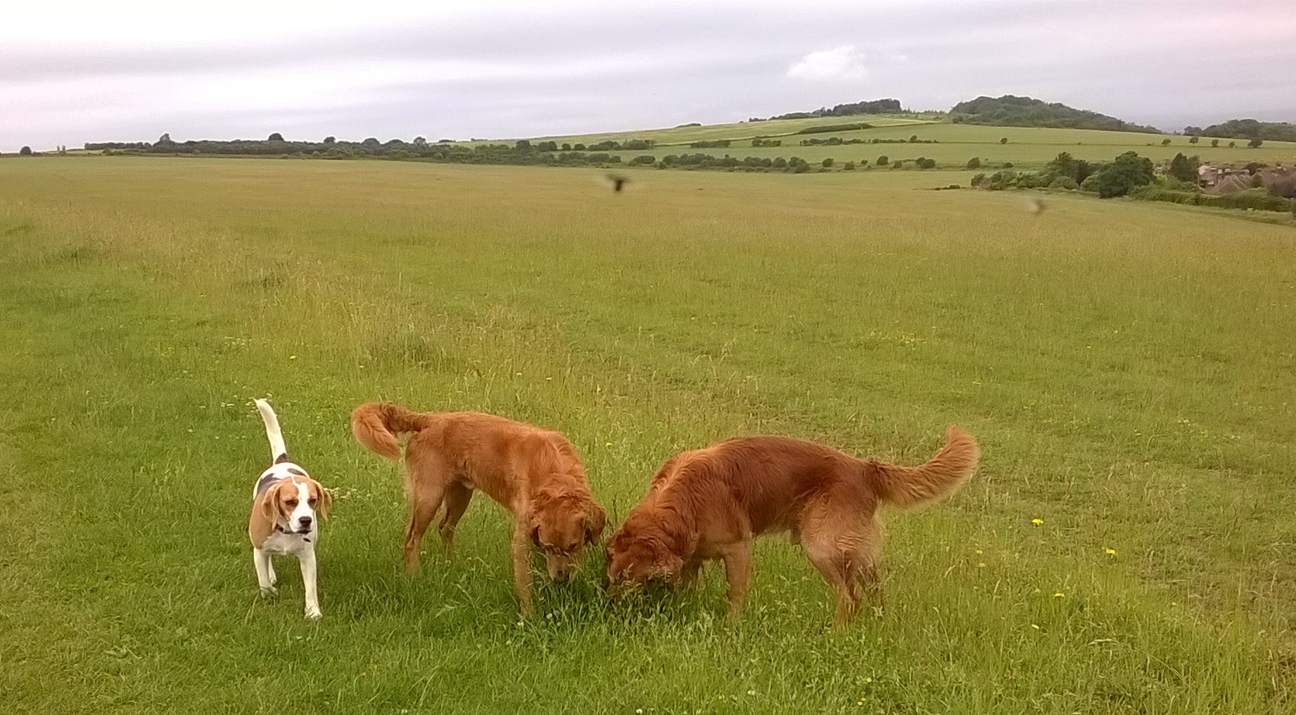 WP_20160623_13_08_42_Pro 1(1)