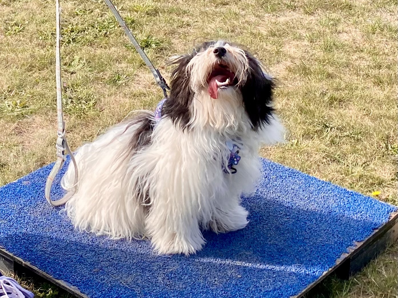 Session Dog Behavioural Advice, Guidance and Support; Dog Training & Puppy Training ...